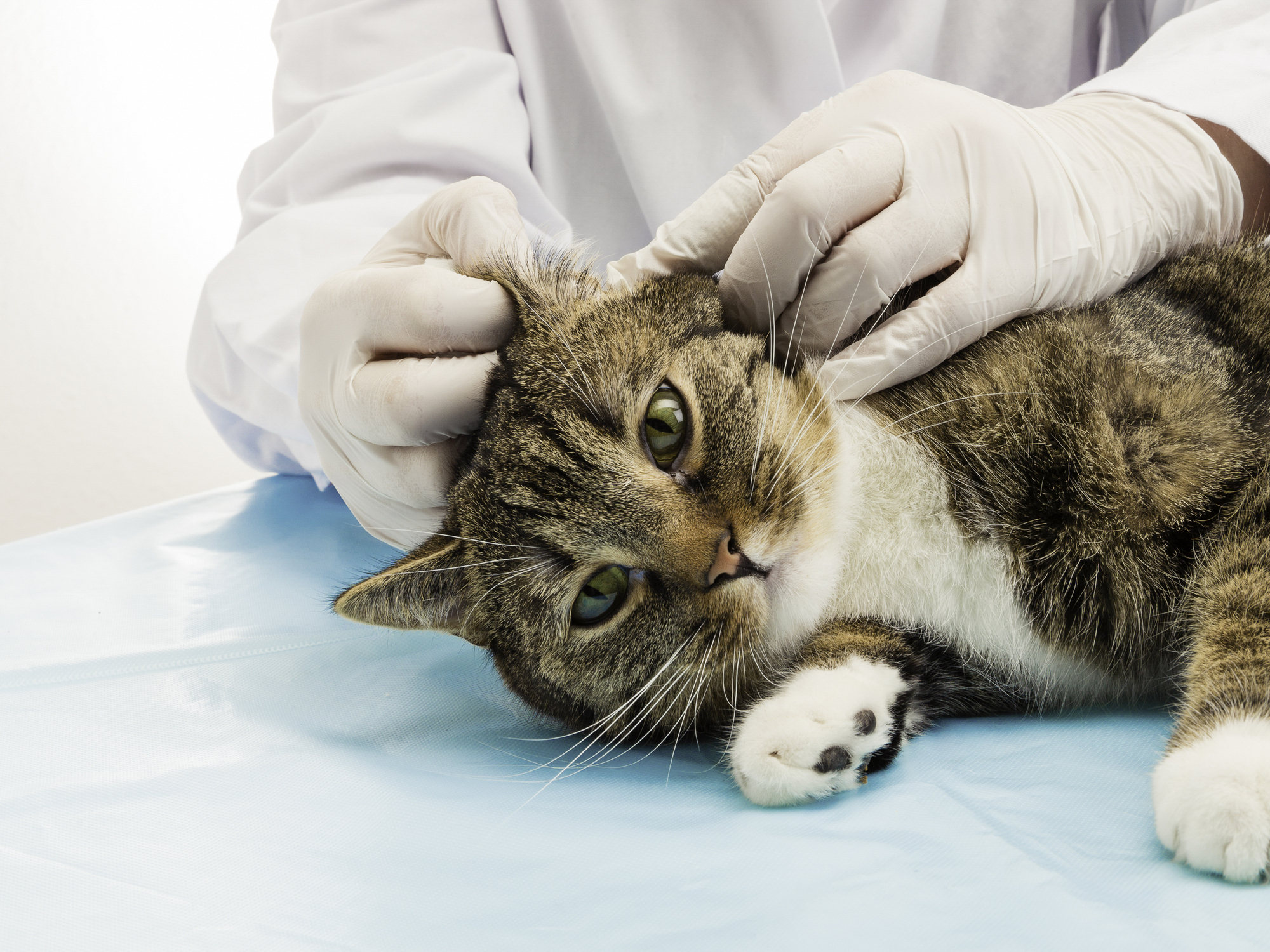 猫の耳掃除は必要 飼い主さんから寄せられた耳についての素朴な疑問 猫壱 Necoichi 猫の耳掃除は必要 飼い主さんから寄せられた耳についての素朴な疑問 猫壱 Necoichi
