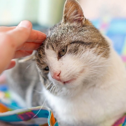 愛猫からのちょっと困ったおねだりサイン。猫に優しくNOを伝える方法