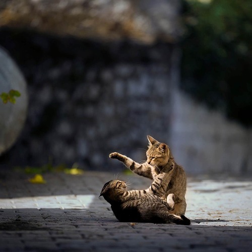 猫同士の相性が悪いとき。飼い主さんがやっていいことと悪いこと