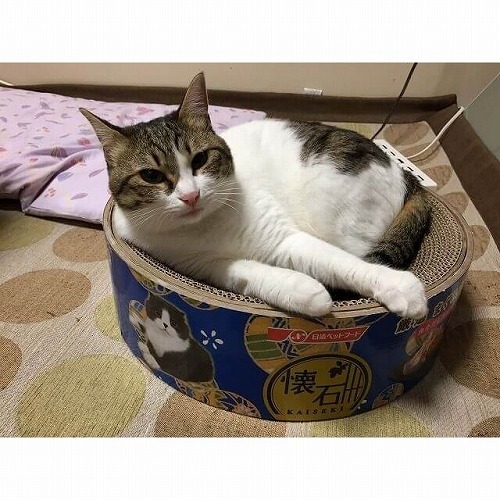 愛猫が好きな爪研ぎってどれ?猫の爪研ぎを選ぶ時はココをチェック!