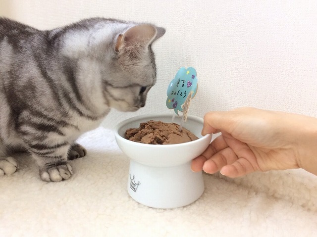 ハーフバースデーのごちそう 猫壱 Necoichi