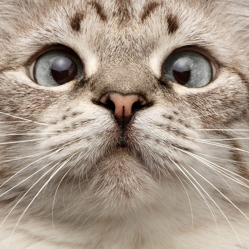 猫は口の中にも「鼻」がある？意外に知られていない猫の鼻の不思議