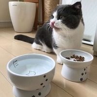 猫は水の味には結構ウルサイ？猫の味覚と口の中の秘密とは