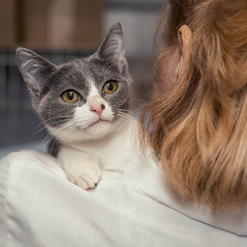 ちょっと自慢です うちの猫はとっても賢い と思う愛猫のエピソード 猫壱 Necoichi