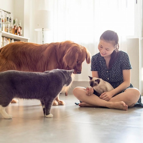 家族の人数が増える時・猫のストレスのために飼い主が気をつけること