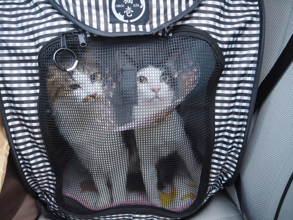 実際に使ってわかった 猫が喜ぶ 猫壱のポータブルケージ の賢い使い方 猫壱 Necoichi 実際に使ってわかった 猫が喜ぶ 猫壱のポータブルケージ の賢い使い方 猫壱 Necoichi