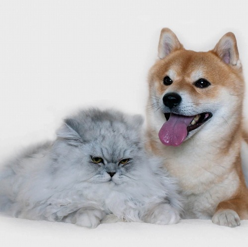 好きなの?嫌いなの?猫がヤキモチを焼く意外なモノはこの3つ!