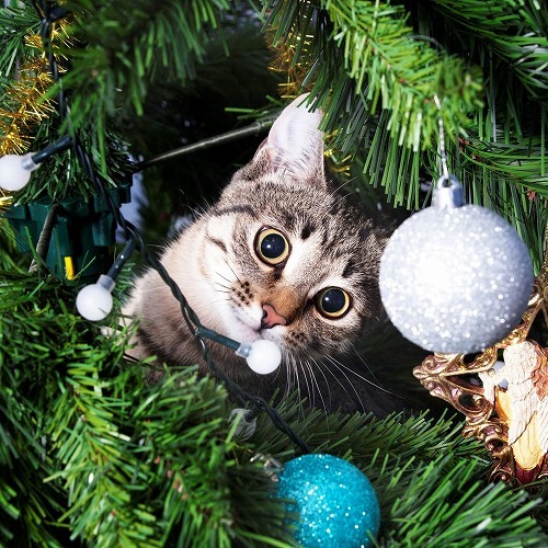知っておこう！クリスマスが猫にとってゼンゼン嬉しくない理由とは