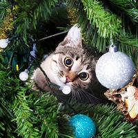 知っておこう！クリスマスが猫にとってゼンゼン嬉しくない理由とは