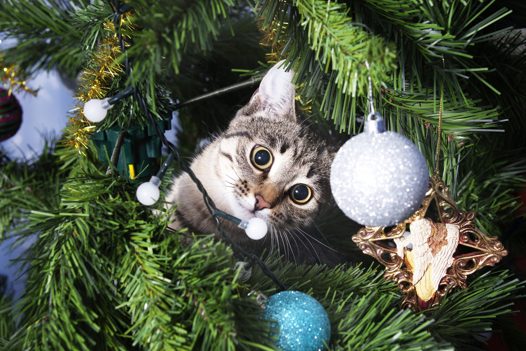 知っておこう クリスマスが猫にとってゼンゼン嬉しくない理由とは 猫壱 Necoichi
