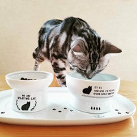 グルメな猫の「栄養不良」が増えている？猫の意外なフード事情