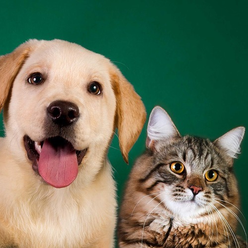 犬と猫とカラス、一番賢い動物はどれ？動物のなるほど不思議学