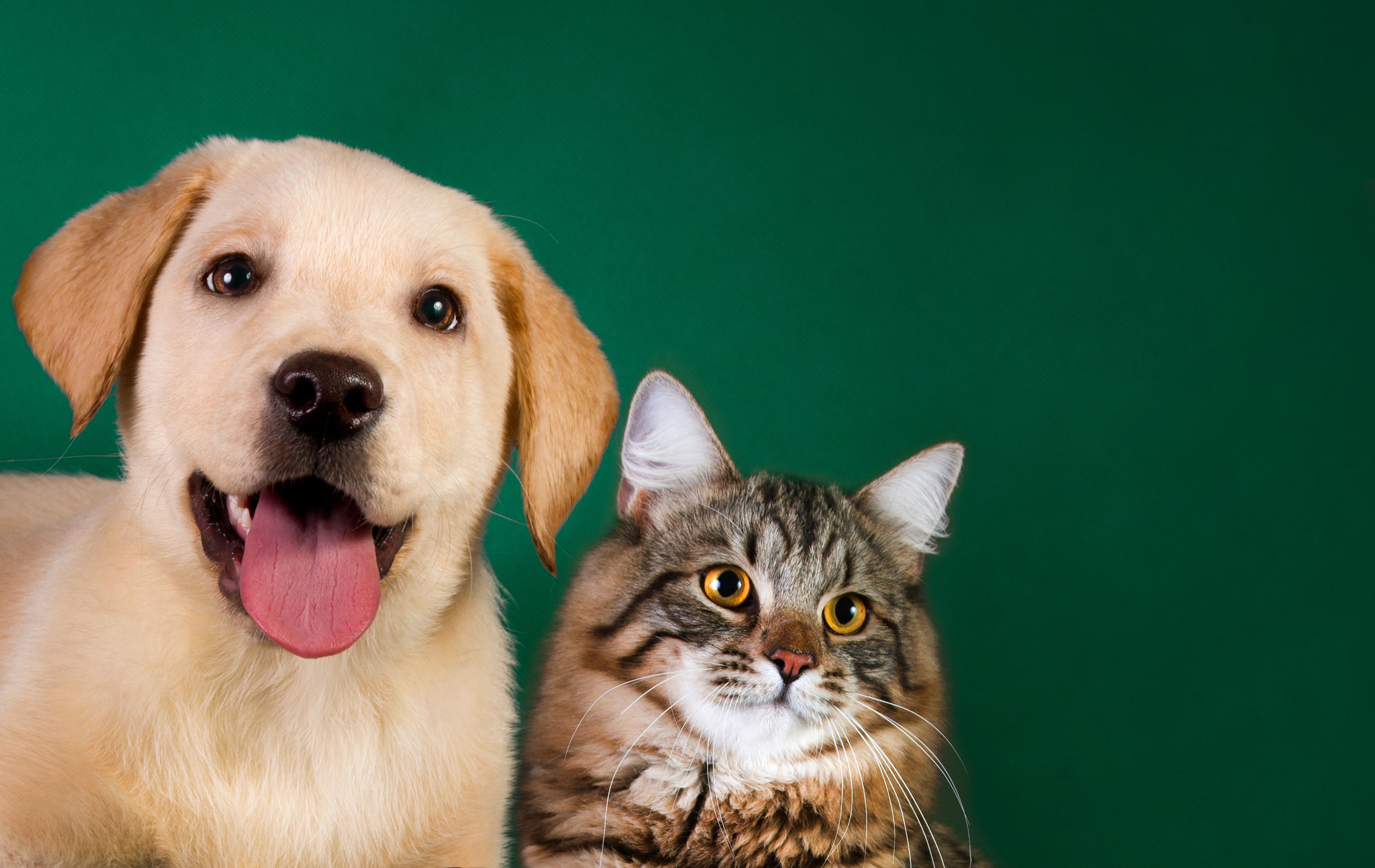 猫と犬 友達 猫 - Pixabayの無料写真