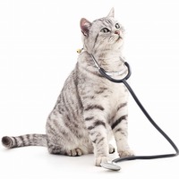 愛猫を病気から守るために。普段からやっておきたい5つのチェック