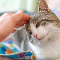 運動不足になる冬にオススメ！飼い主さんが猫とやっている遊びを公開♪