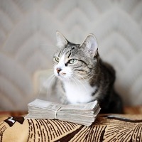 猫の家計簿。およその猫の毎月の出費はどれくらいか調べてみた！