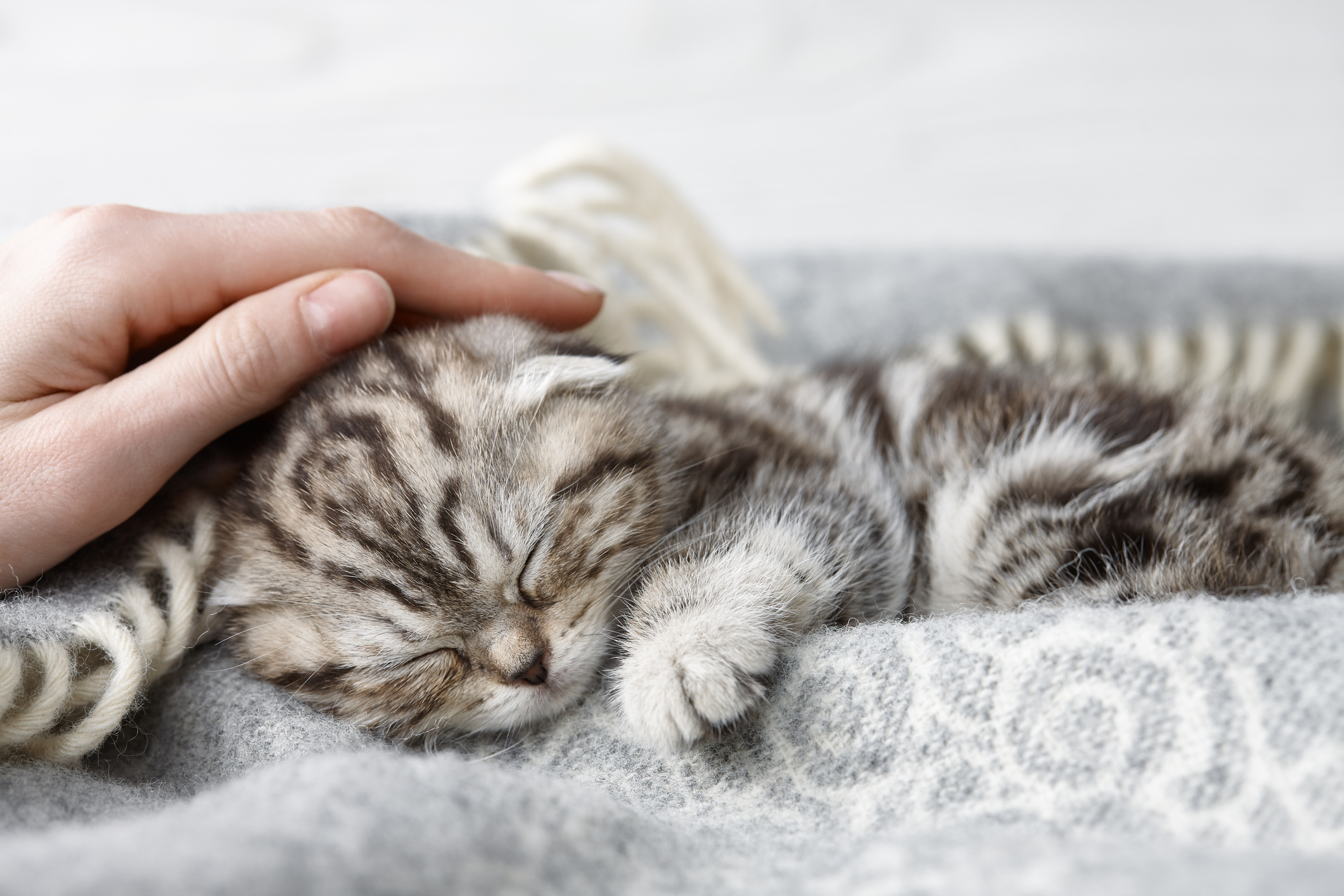 あいと 愛猫の治療費のために出品中 アイシア iCARE腎臓ケアかつおペースト35g（4580101261594