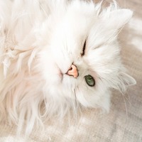 好きor嫌い？「気持ちがわかりにくい猫」と、上手にスキンシップをとるには