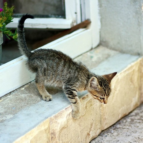 年始年末は要注意！愛猫を迷子にさせないためにするべきこと