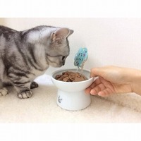猫の好きな味はどれ？キャットフードを選ぶときの３つのポイント