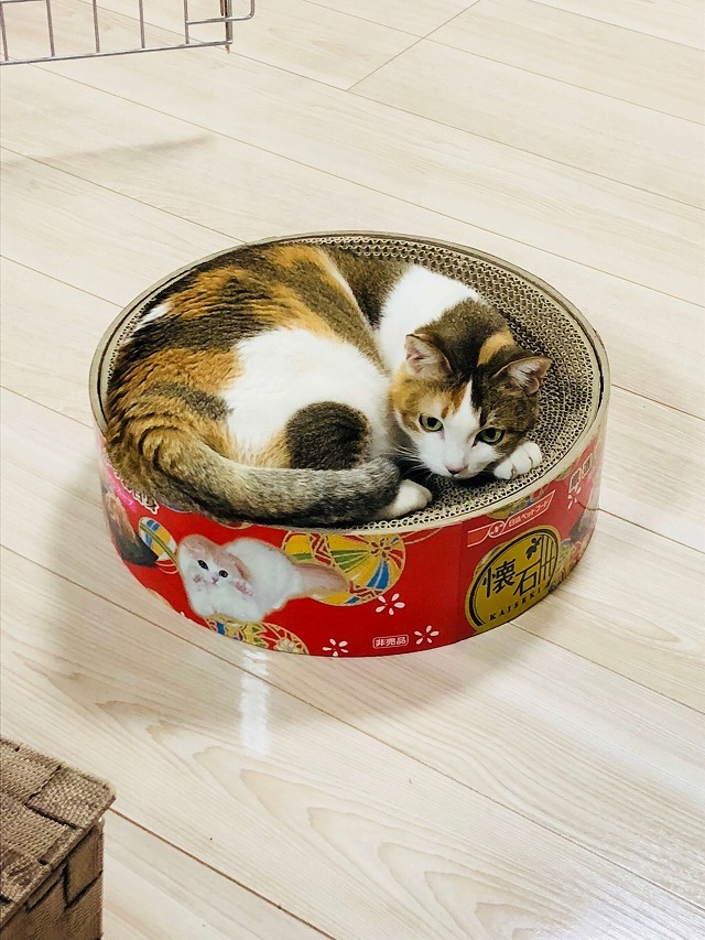 缶詰猫
