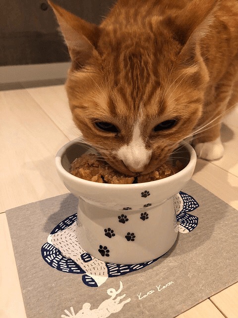 彼猫とご飯なうに使っていいよ！笑
