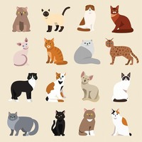 【猫の品種】現在の猫の種類は50種類以上あった！愛猫はどのタイプ？