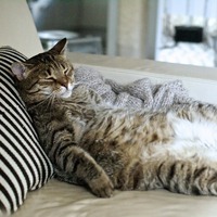 猫の寝姿の七不思議・猫が摩訶不思議なポーズで寝る意外な理由とは？
