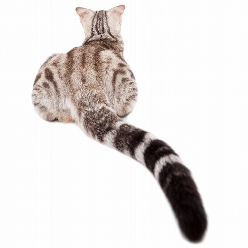 猫の体の不思議・耳、爪、しっぽ、猫はどうして自由自在に動かせるの？
