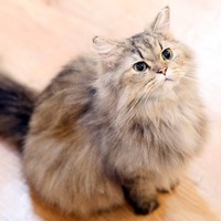 猫の「喜怒哀楽」は顔では分からない？そんな時はまずココをチェック！