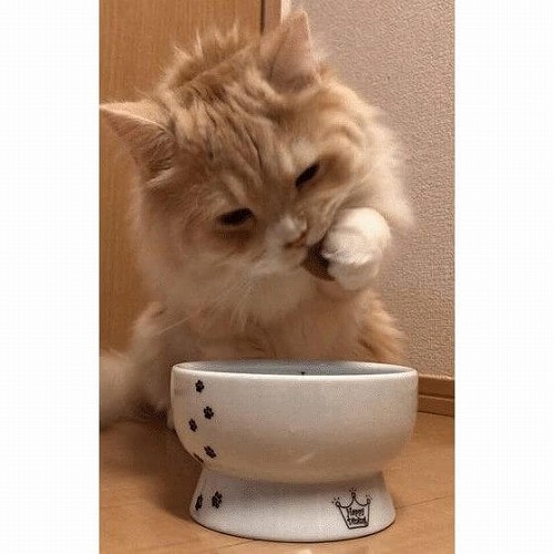 猫が水を飲んでくれないとき・愛猫が水を飲みたくなるアイディア5選！