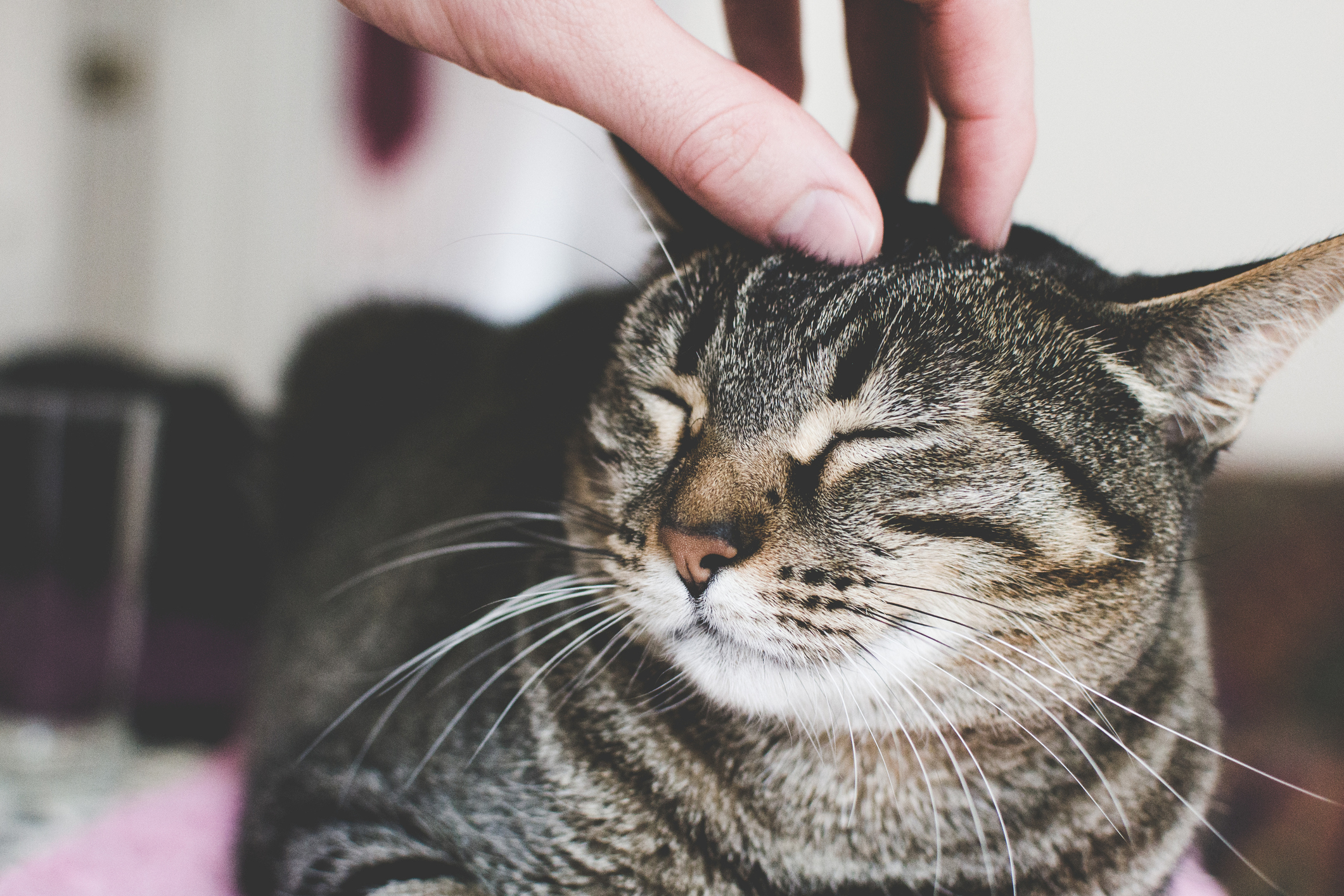やっぱり関係があった 猫の毛柄と性格には共通点があるのかも 後編 猫壱 Necoichi やっぱり関係があった 猫の毛柄と性格には共通点があるのかも 後編 猫壱 Necoichi