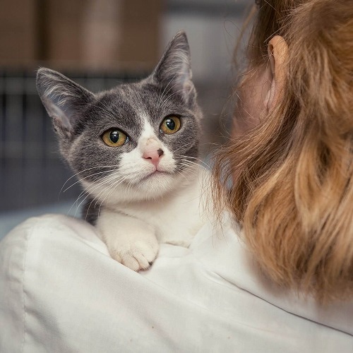 動物に詳しいイギリス人に聞いた「猫と仲良くなるための10のコツ」