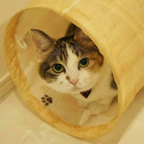 ＜猫壱＞猫用おもちゃ　キャットトンネル木目柄　猫ちゃんと一緒1