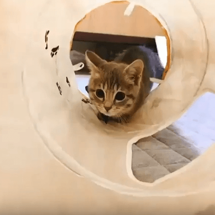 ＜猫壱＞猫用おもちゃ　キャットトンネル木目柄　猫ちゃんと一緒　動画1