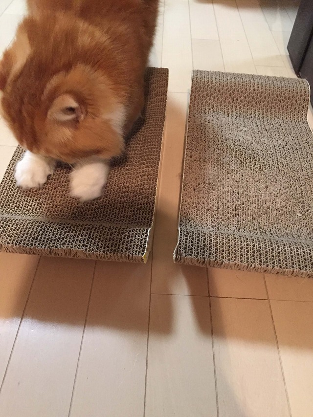 バリバーリ♪