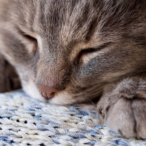 ご長寿猫には秘訣があった！猫を長生きさせるために気をつけていること