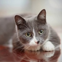 【猫の性格】懐かなかった猫の性格が変わった！飼い主が感動した3つの実話