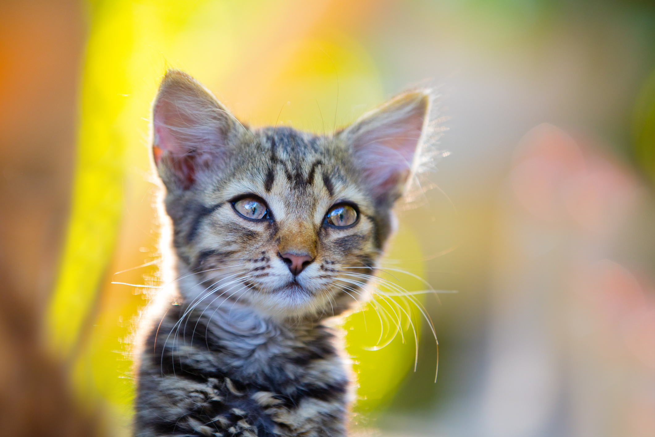 すでにイエネコの数は6億匹 世界中で増え続ける猫の気になる話題 猫壱 Necoichi