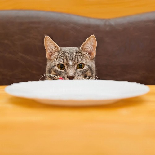 猫が食物アレルギーに！猫のアレルゲンになりやすい食べ物や対策は？