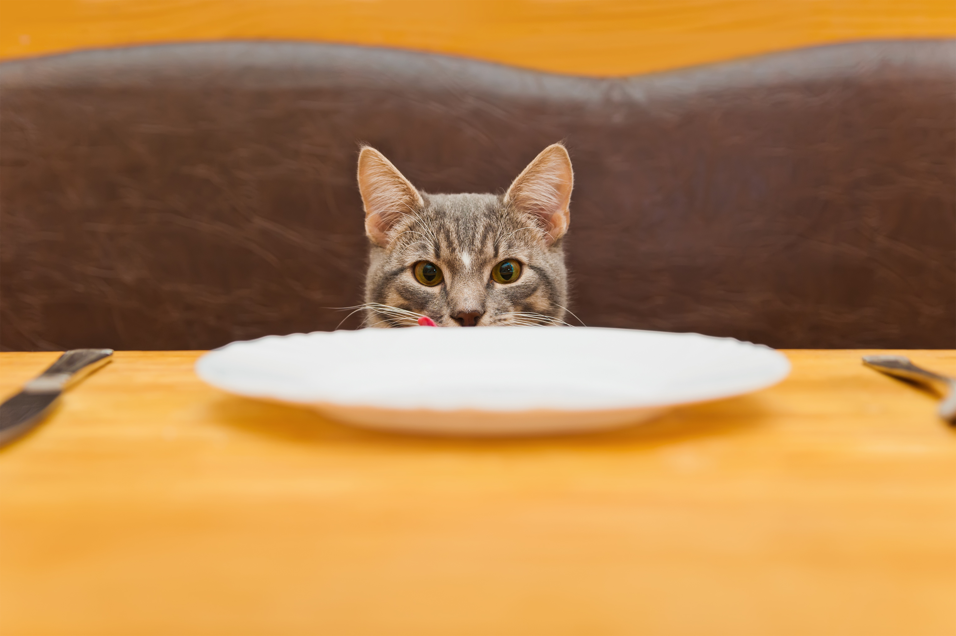 猫が食物アレルギーに 猫のアレルゲンになりやすい食べ物や対策は 猫壱 Necoichi