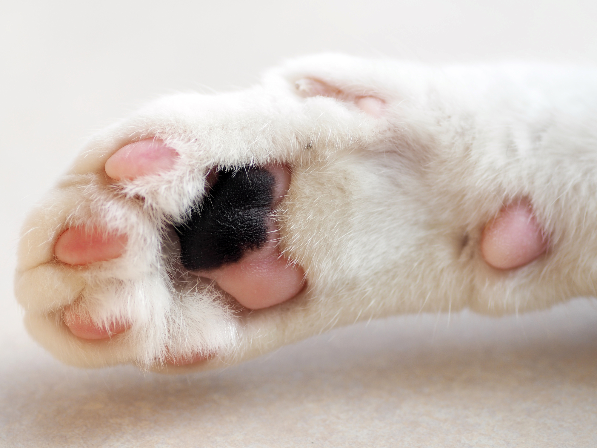 猫の肉球で健康状態がわかる 猫の肉球診断でわかる4つの体質とは 猫壱 Necoichi