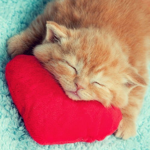 人生の6割は寝て過ごすニャー・猫の「睡眠」に関する疑問を解決！
