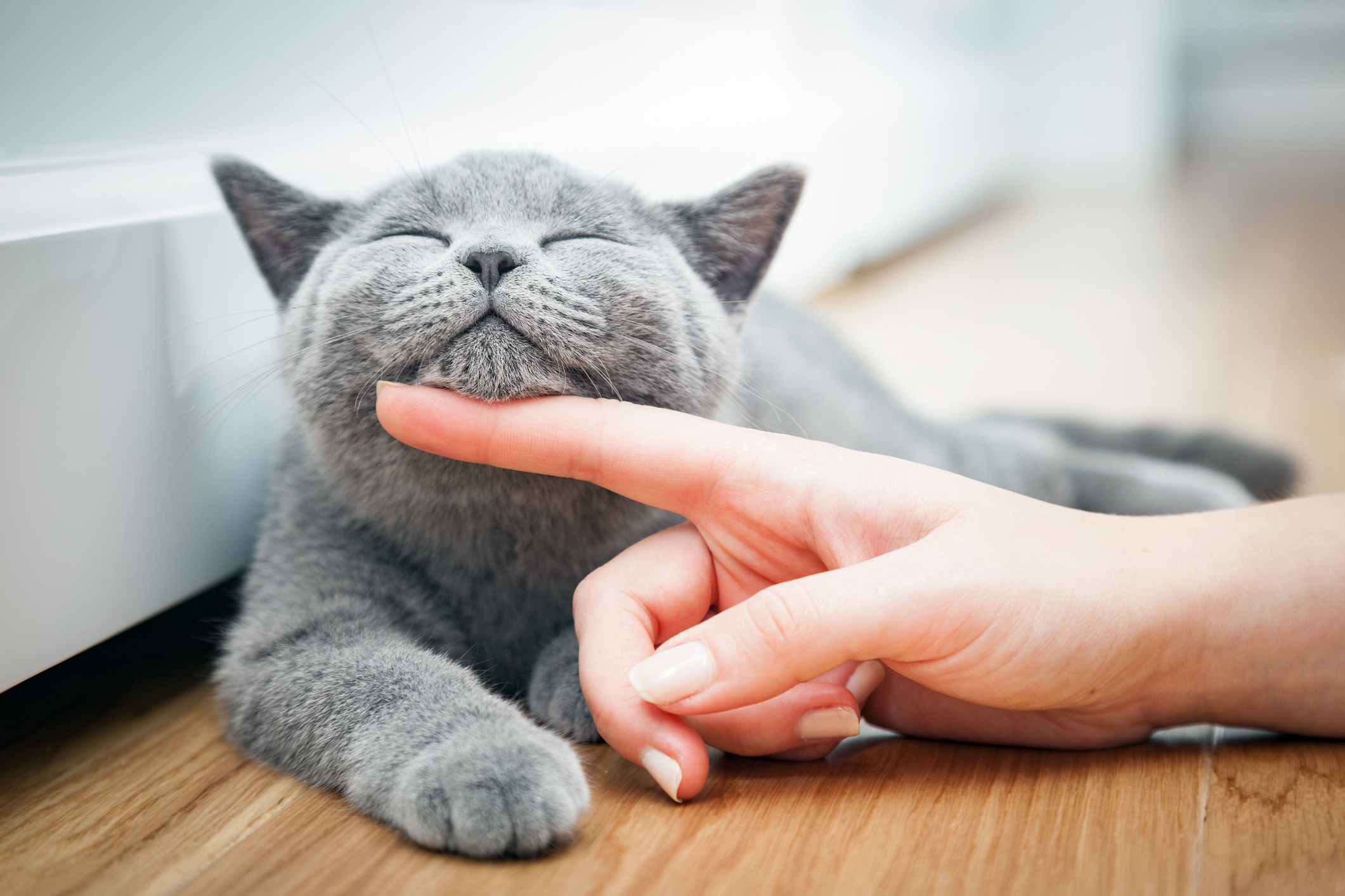 飼い主が誤解しがちな猫の行動 こんなとき 猫の気持ちの真相とは 猫壱 Necoichi 飼い主が誤解しがちな猫の行動 こんなとき 猫の気持ちの真相とは 猫壱 Necoichi