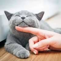 猫と暮らしたら人生が変わった！猫が人を幸せにする3つのエピソード