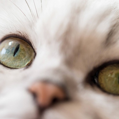 そう言えば…猫の目はなぜ白目がないの？猫の顔に関する5つの素朴な疑問
