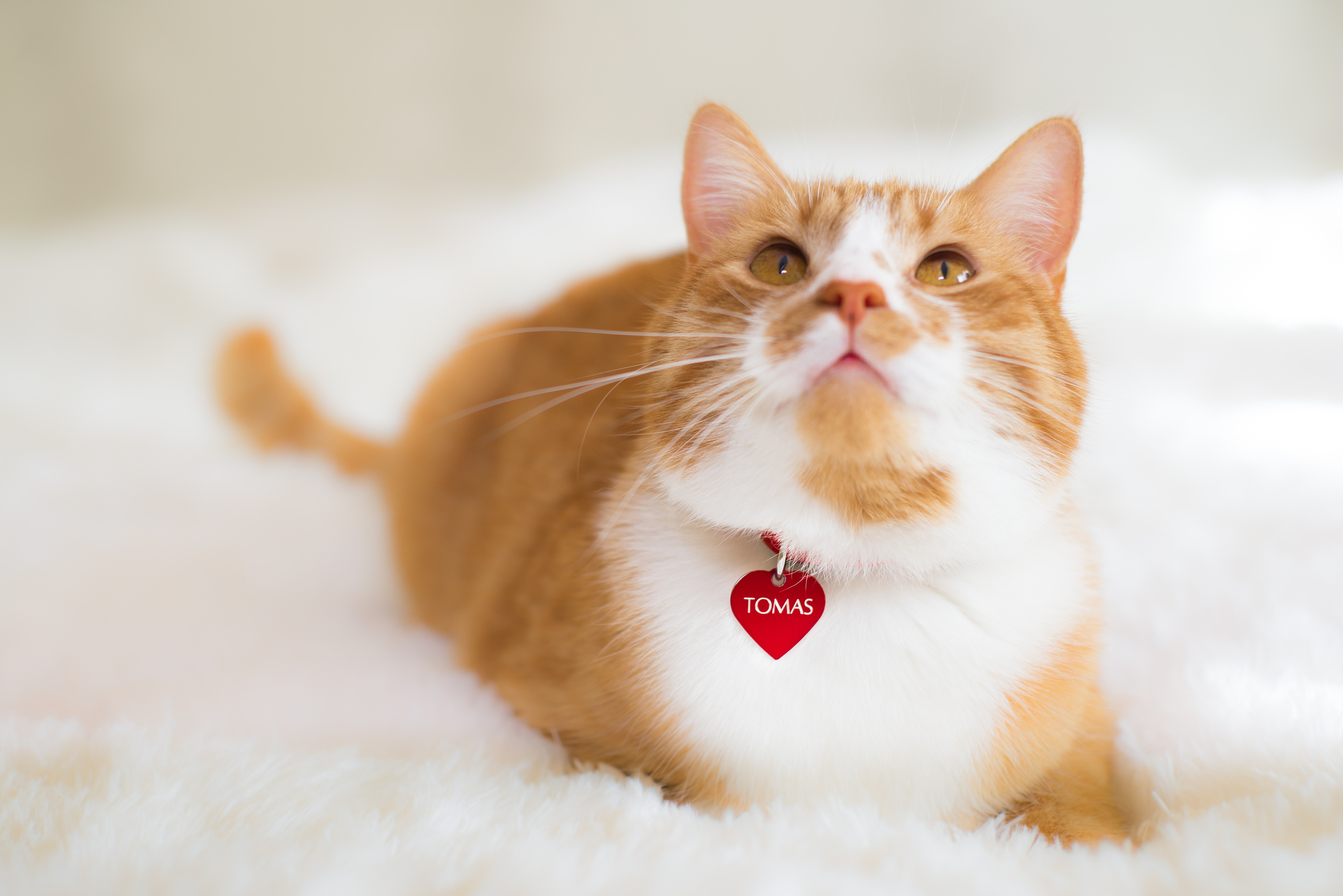 飼い主さんに聞く 猫の機嫌を取るためににやっているちょっとイイコト 猫壱 Necoichi 飼い主さんに聞く 猫の機嫌を取るためににやっているちょっとイイコト 猫壱 Necoichi