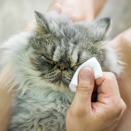 猫のイビキや目ヤニ。病院へ行く程でもないけどちょっと気になる猫の悩み