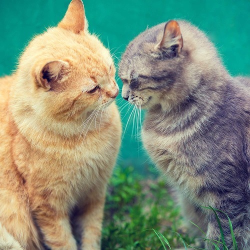 2匹以上の猫と暮らす時 猫同士の相性を見極める3つのキーワードとは 猫壱 Necoichi