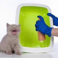 猫のトイレQ&A。みんなが知りたい猫のトイレについての6つの疑問